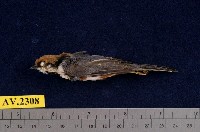 藏品(紅頭山雀)的圖片